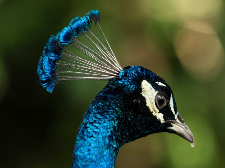 ein Pfau spreitzt seinen Kopfschmuck