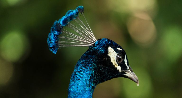 ein Pfau spreitzt seinen Kopfschmuck